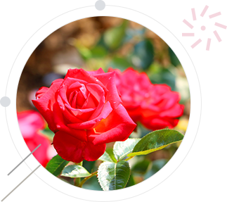 Hoa biểu tượng cho trường đại học quốc gia Gangneung-Wonju – Hoa hồng (Rose)